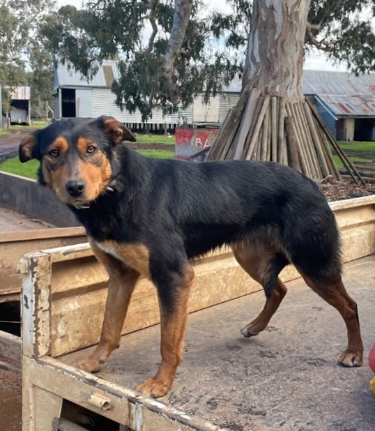 Interfaced Working Dog Sales the New Normal